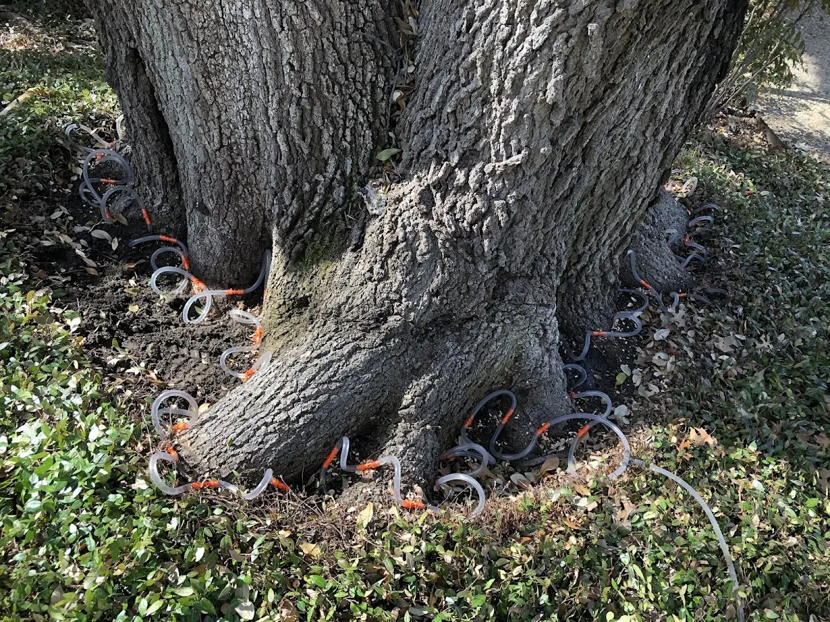 Detailed Tree Cabling and Bracing job site in Meadows Of Dan