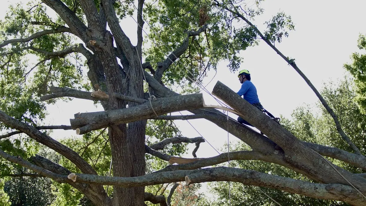 Professional Hazardous Tree Removal performed by certified arborists in Meadows Of Dan