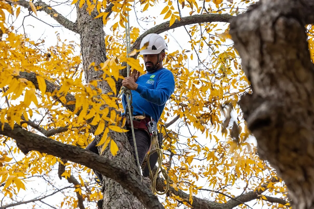 Skilled Tree Pruning crew working in Meadows Of Dan
